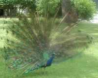 peacock